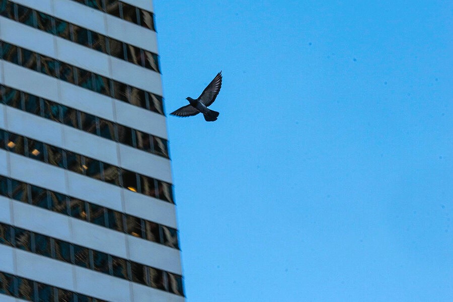 Bird in front of a skyscraper