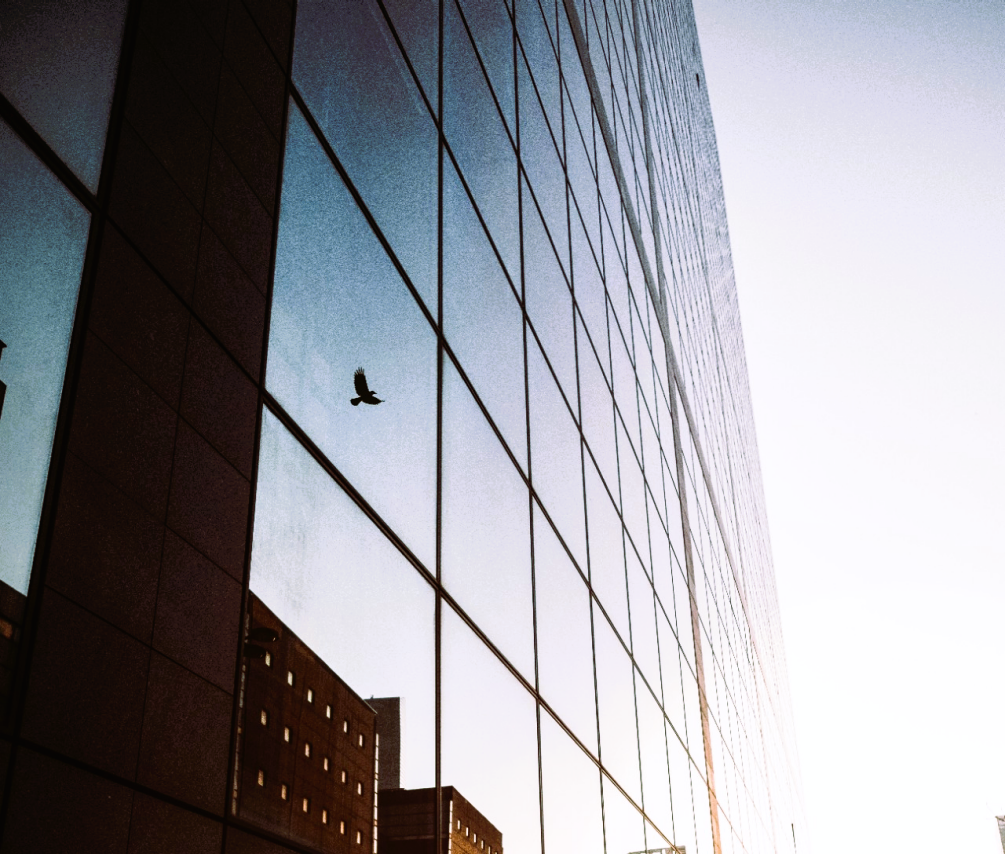 Reflection of a bird on a skyscraper